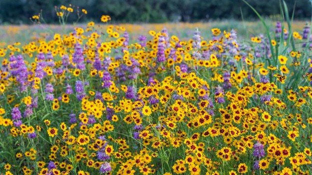 Sunflower garden